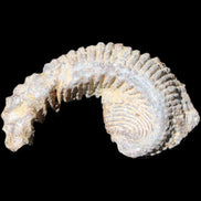 Zipper Oyster half from Madagascar 73*46*25mm 45g in sunlight - Rocks and Things Store