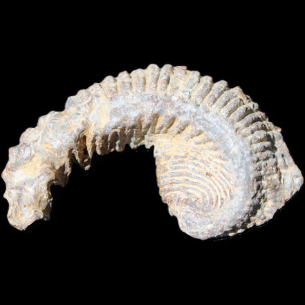 Zipper Oyster half from Madagascar 73*46*25mm 45g in sunlight - Rocks and Things Store