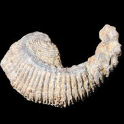 Zipper Oyster half from Madagascar 73*46*25mm 45g in sunlight - Rocks and Things Store