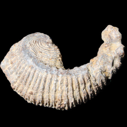 Zipper Oyster half from Madagascar 73*46*25mm 45g in sunlight - Rocks and Things Store
