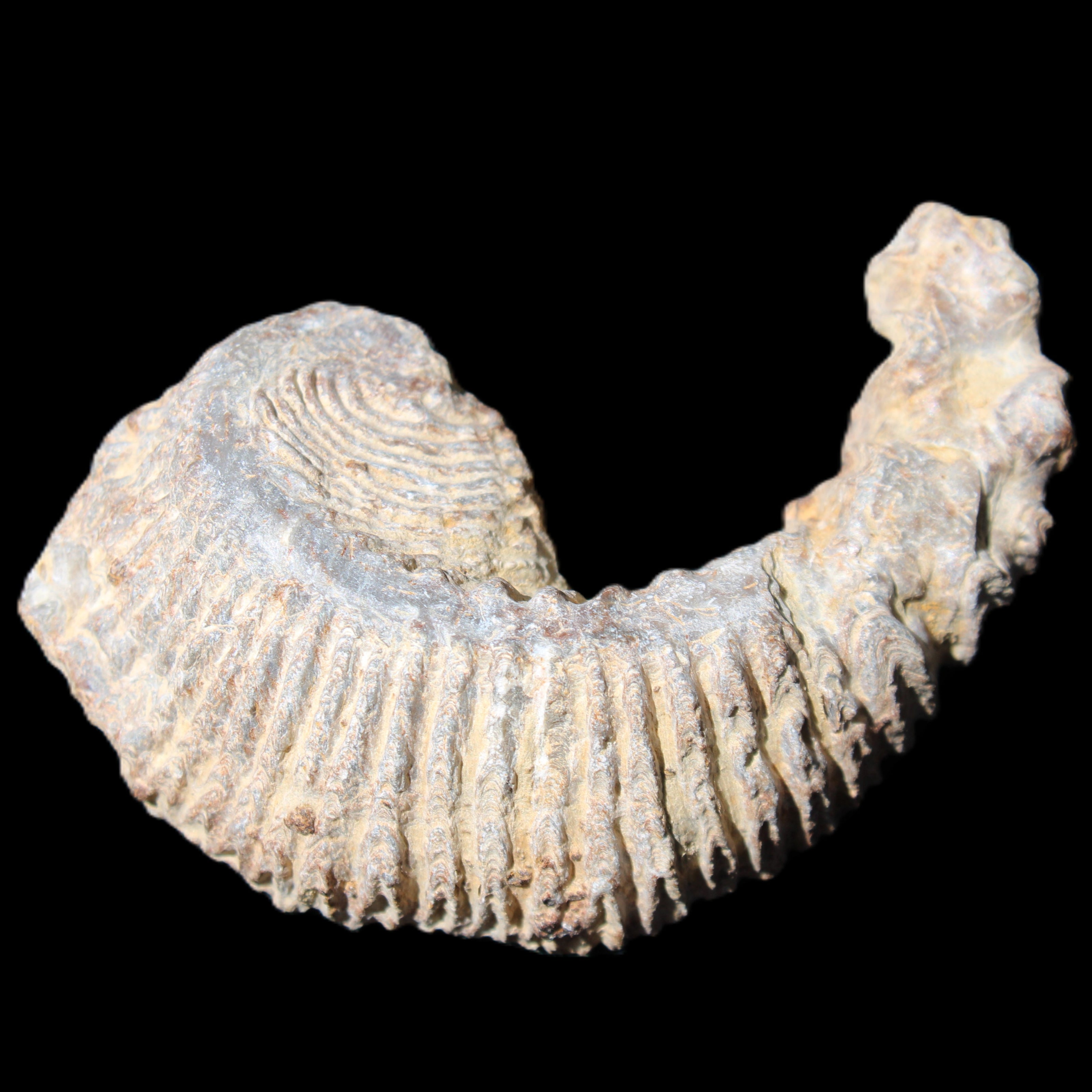 Zipper Oyster half from Madagascar 73*46*25mm 45g in sunlight - Rocks and Things Store