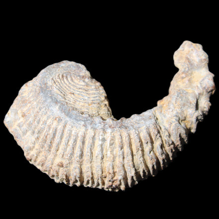 Zipper Oyster half from Madagascar 73*46*25mm 45g in sunlight - Rocks and Things Store