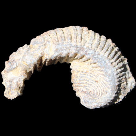 Zipper Oyster half from Madagascar 73*46*25mm 45g in sunlight - Rocks and Things Store