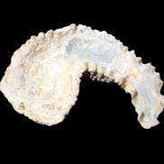 Zipper Oyster half from Madagascar 73*46*25mm 45g in sunlight - Rocks and Things Store