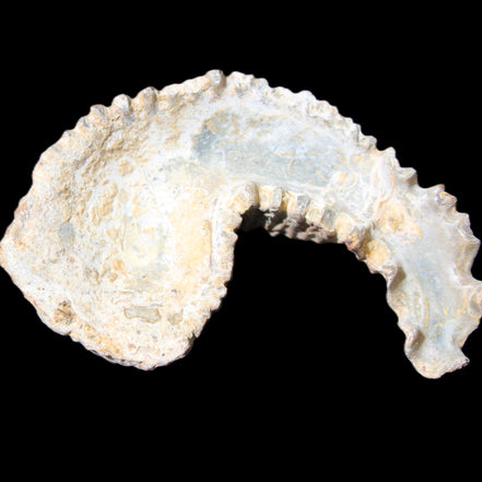 Zipper Oyster half from Madagascar 73*46*25mm 45g in sunlight - Rocks and Things Store