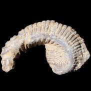 Zipper Oyster half from Madagascar 73*46*25mm 45g in sunlight - Rocks and Things Store