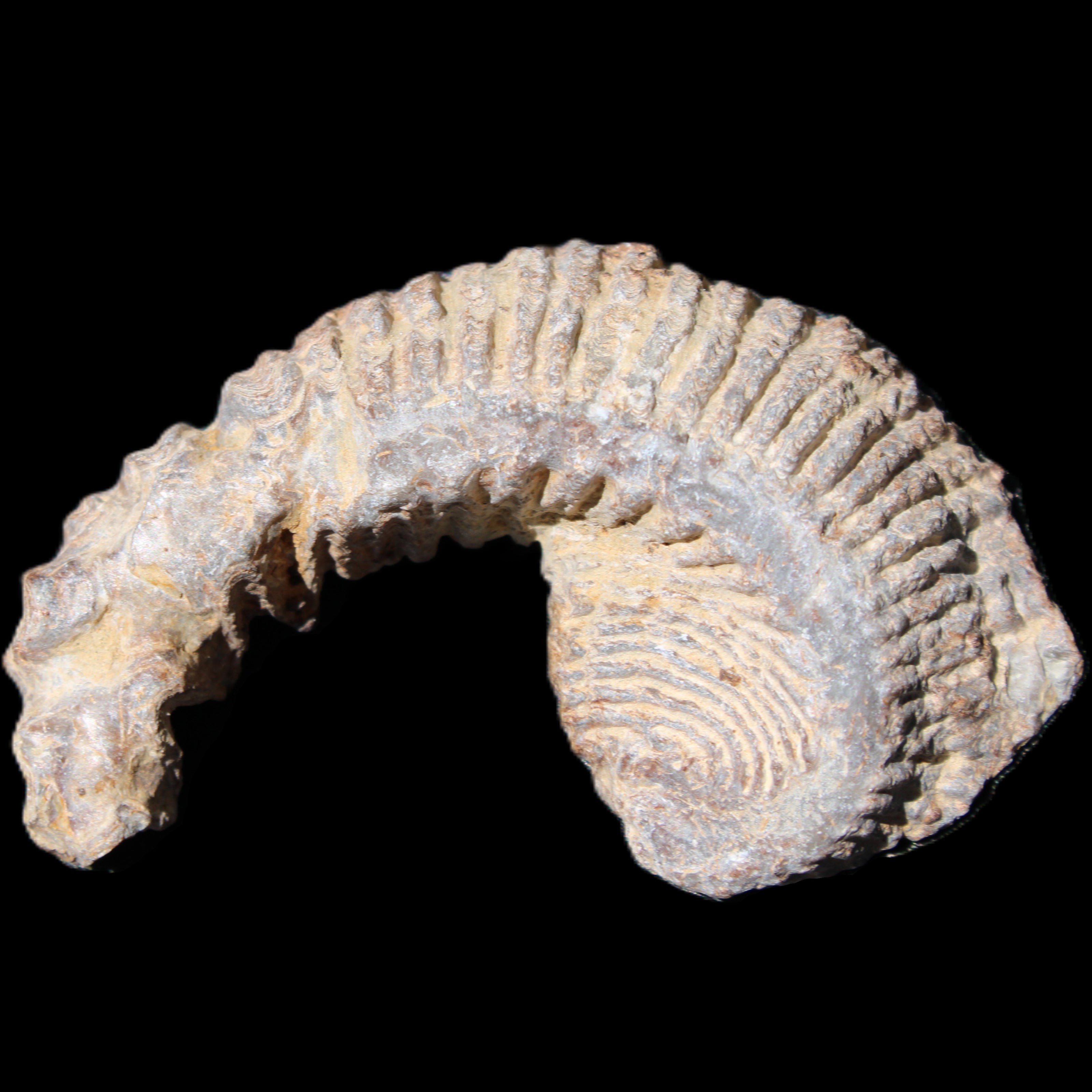 Zipper Oyster half from Madagascar 73*46*25mm 45g in sunlight - Rocks and Things Store