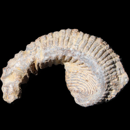 Zipper Oyster half from Madagascar 73*46*25mm 45g in sunlight - Rocks and Things Store