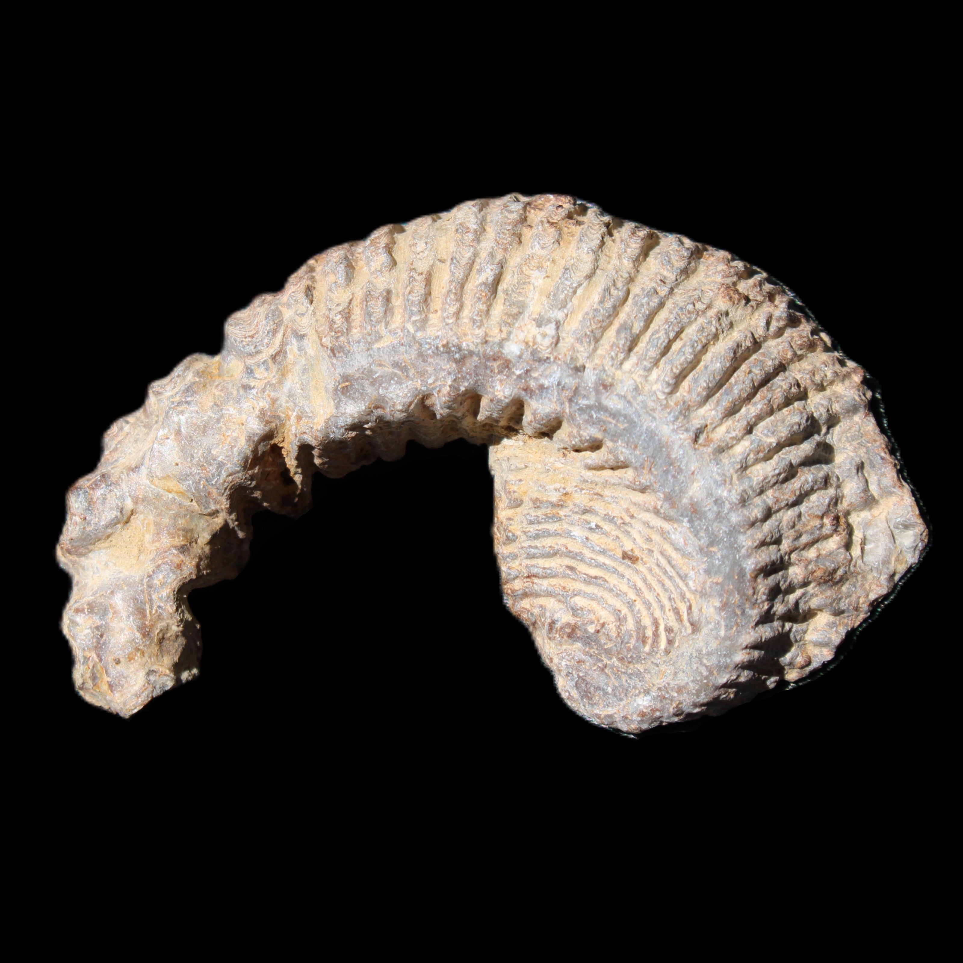 Zipper Oyster half from Madagascar 73*46*25mm 45g in sunlight - Rocks and Things Store