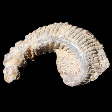 Zipper Oyster half from Madagascar 73*46*25mm 45g in sunlight - Rocks and Things Store