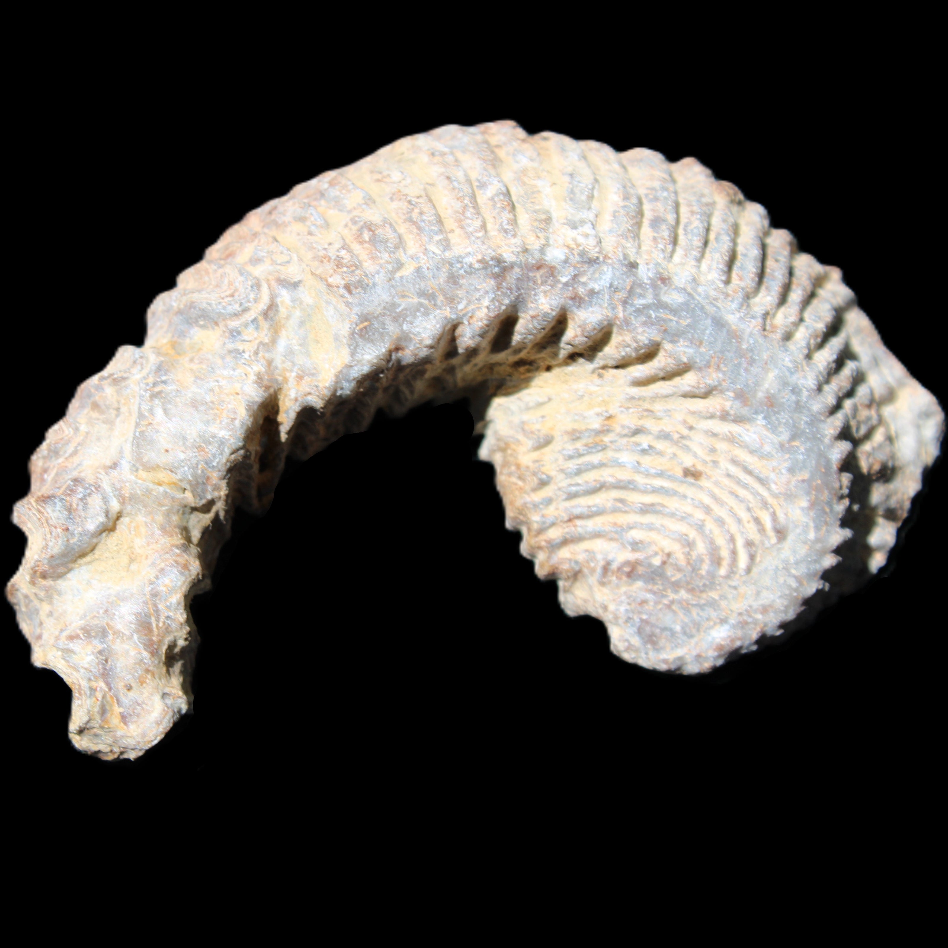 Zipper Oyster half from Madagascar 73*46*25mm 45g in sunlight - Rocks and Things Store