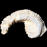 Zipper Oyster half from Madagascar 73*46*25mm 45g in sunlight - Rocks and Things Store