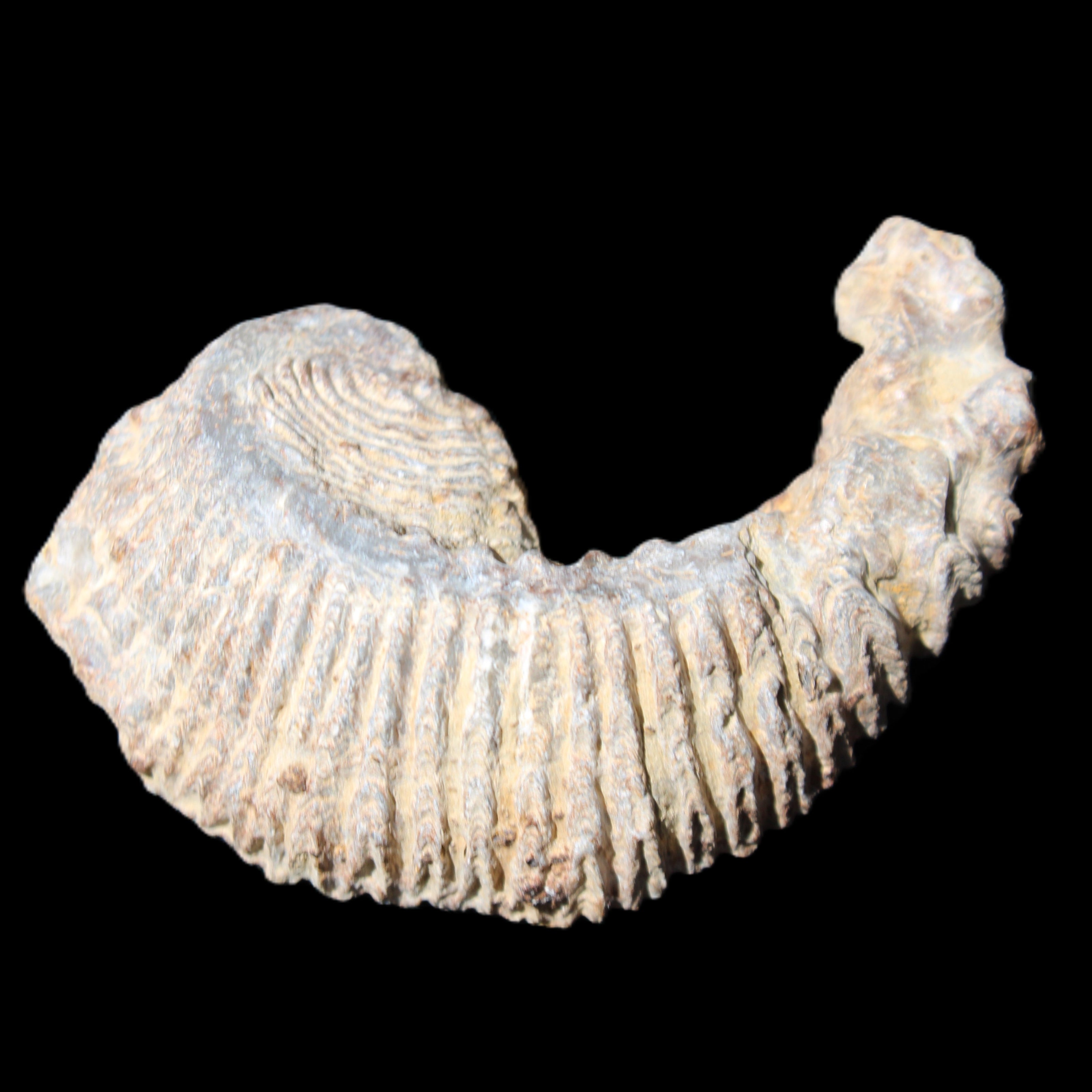Zipper Oyster half from Madagascar 73*46*25mm 45g in sunlight - Rocks and Things Store