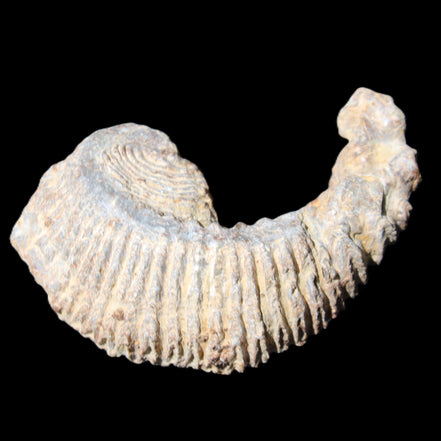 Zipper Oyster half from Madagascar 73*46*25mm 45g in sunlight - Rocks and Things Store