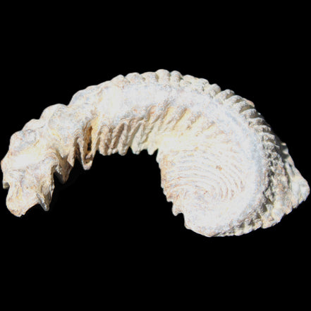Zipper Oyster half from Madagascar 73*46*25mm 45g in sunlight - Rocks and Things Store