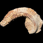 Zipper Oyster half from Madagascar 92*60*21mm 42g in sunlight - Rocks and Things Store