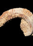 Zipper Oyster half from Madagascar 92*60*21mm 42g in sunlight - Rocks and Things Store