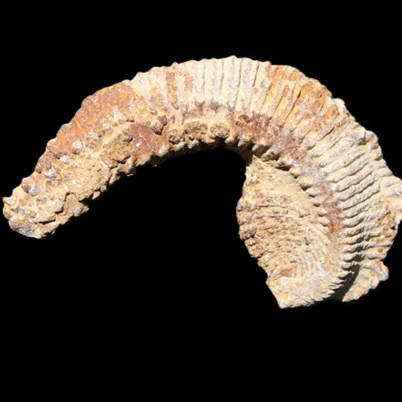 Zipper Oyster half from Madagascar 92*60*21mm 42g in sunlight - Rocks and Things Store