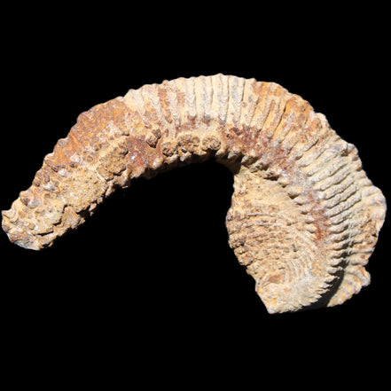 Zipper Oyster half from Madagascar 92*60*21mm 42g in sunlight - Rocks and Things Store
