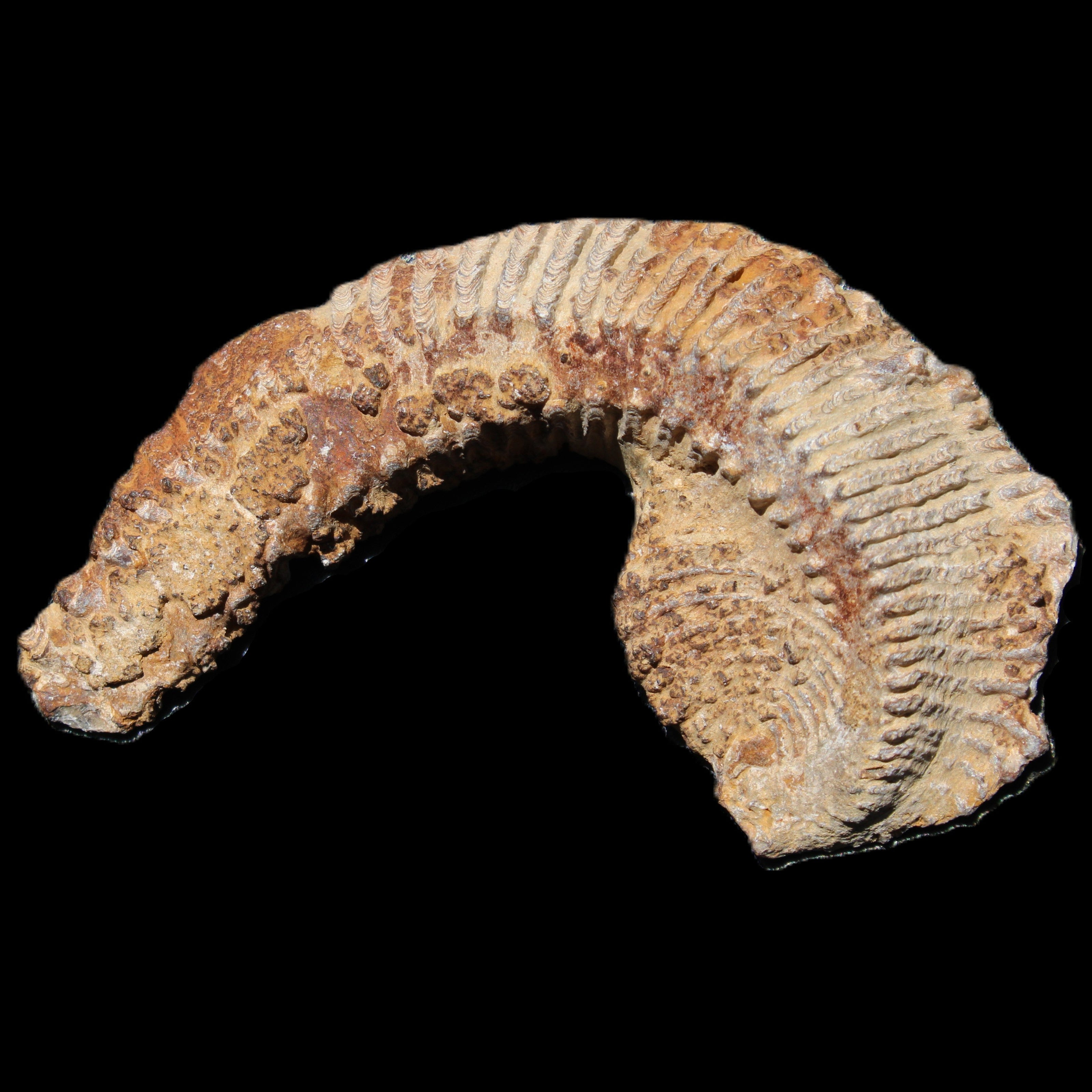 Zipper Oyster half from Madagascar 92*60*21mm 42g in sunlight - Rocks and Things Store
