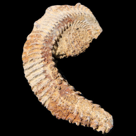 Zipper Oyster half from Madagascar 92*60*21mm 42g in sunlight - Rocks and Things Store
