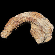 Zipper Oyster half from Madagascar 92*60*21mm 42g in sunlight - Rocks and Things Store