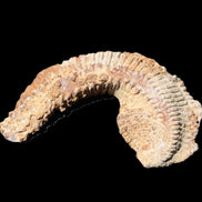 Zipper Oyster half from Madagascar 92*60*21mm 42g in sunlight - Rocks and Things Store
