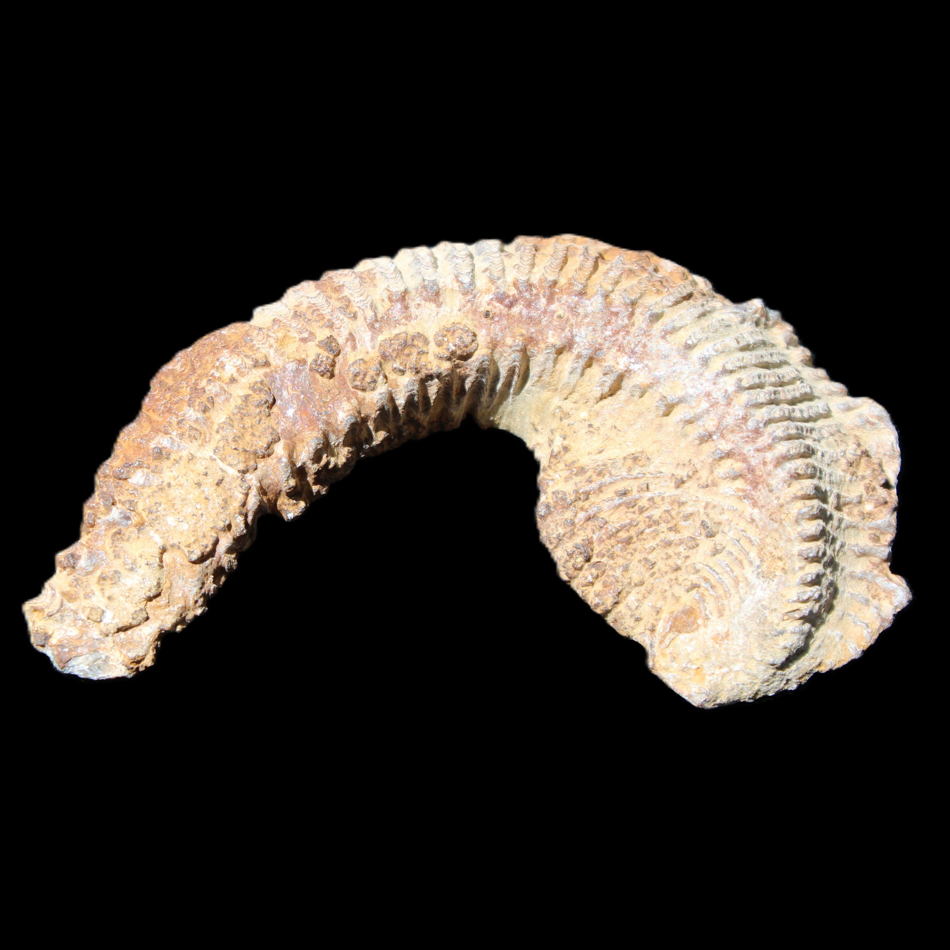 Zipper Oyster half from Madagascar 92*60*21mm 42g in sunlight - Rocks and Things Store