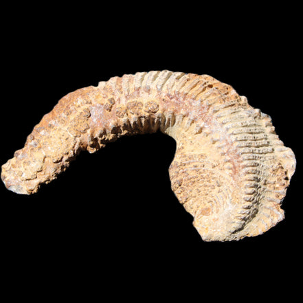 Zipper Oyster half from Madagascar 92*60*21mm 42g in sunlight - Rocks and Things Store