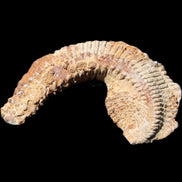 Zipper Oyster half from Madagascar 92*60*21mm 42g in sunlight - Rocks and Things Store