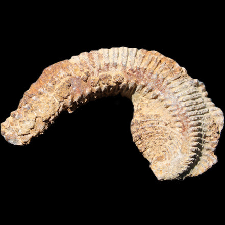 Zipper Oyster half from Madagascar 92*60*21mm 42g in sunlight - Rocks and Things Store