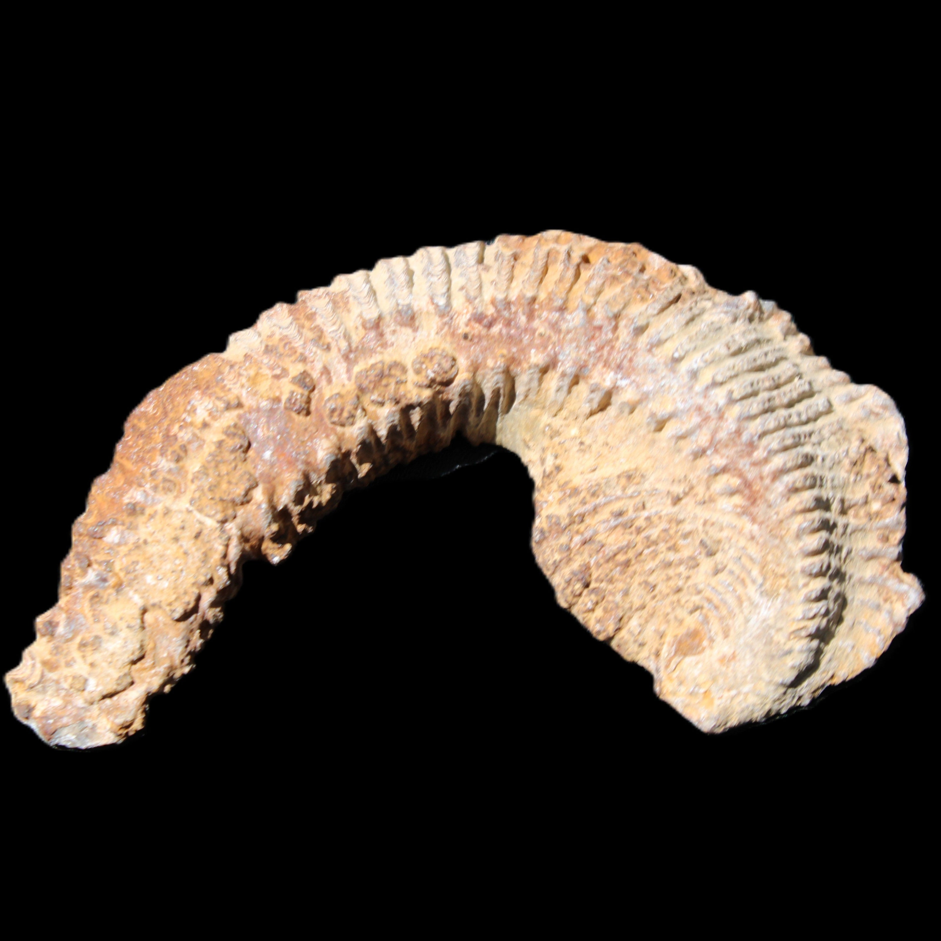 Zipper Oyster half from Madagascar 92*60*21mm 42g in sunlight - Rocks and Things Store