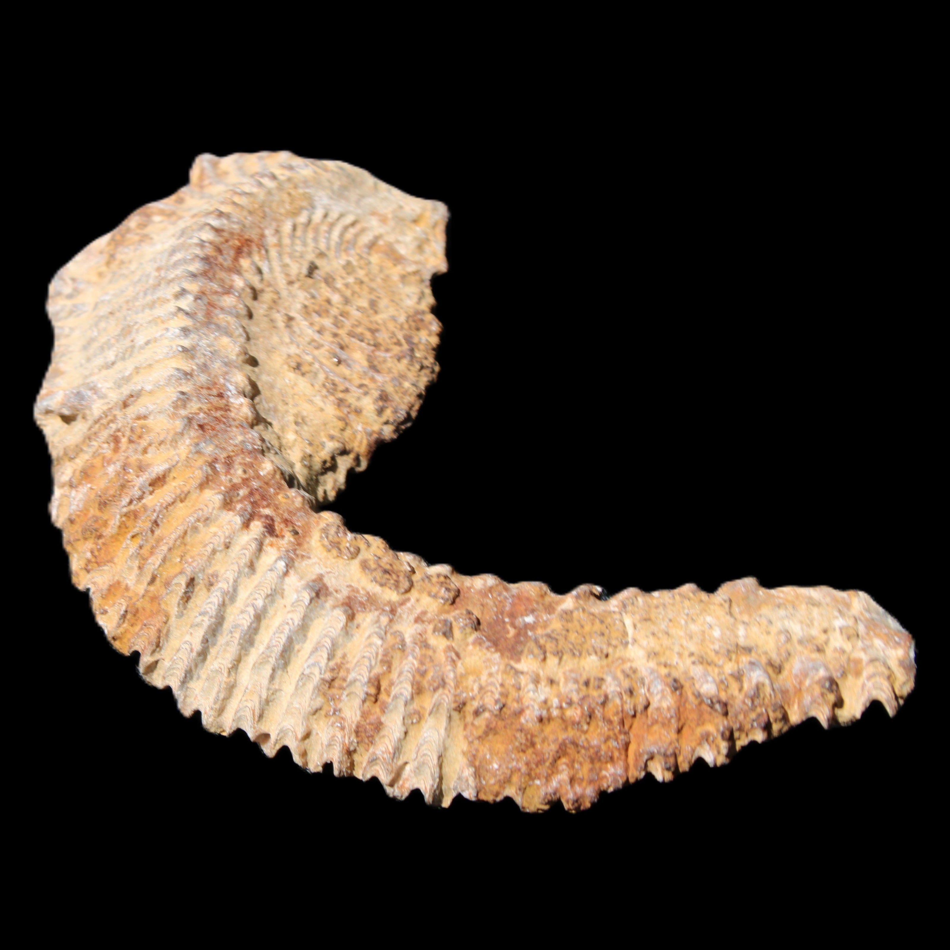 Zipper Oyster half from Madagascar 92*60*21mm 42g in sunlight - Rocks and Things Store