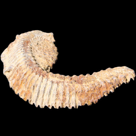 Zipper Oyster half from Madagascar 92*60*21mm 42g in sunlight - Rocks and Things Store