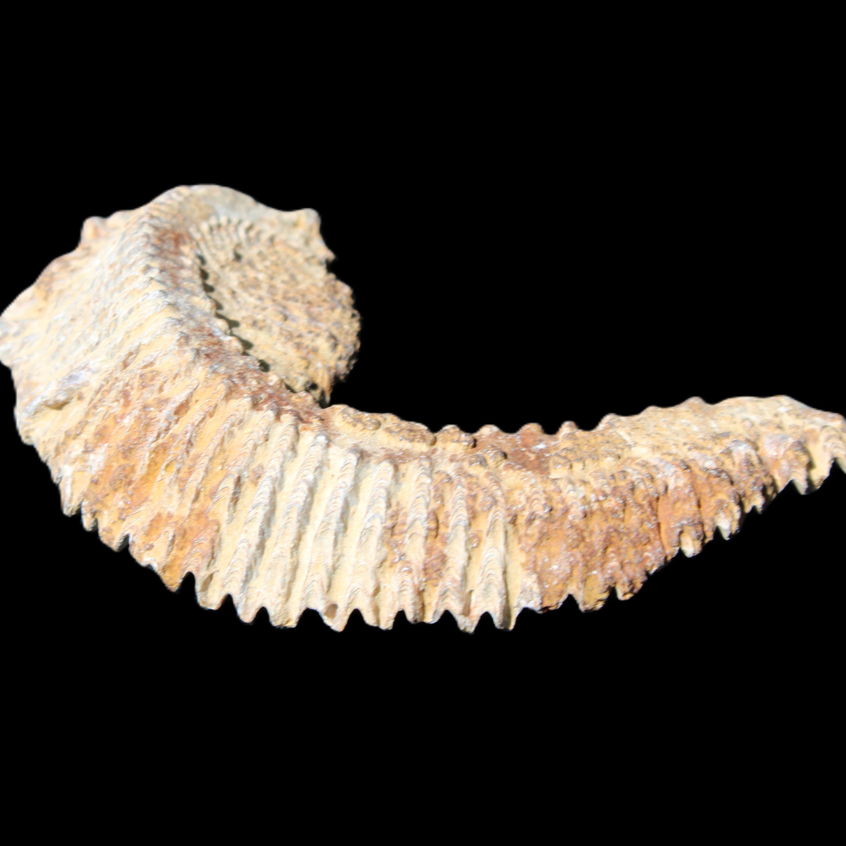 Zipper Oyster half from Madagascar 92*60*21mm 42g in sunlight - Rocks and Things Store