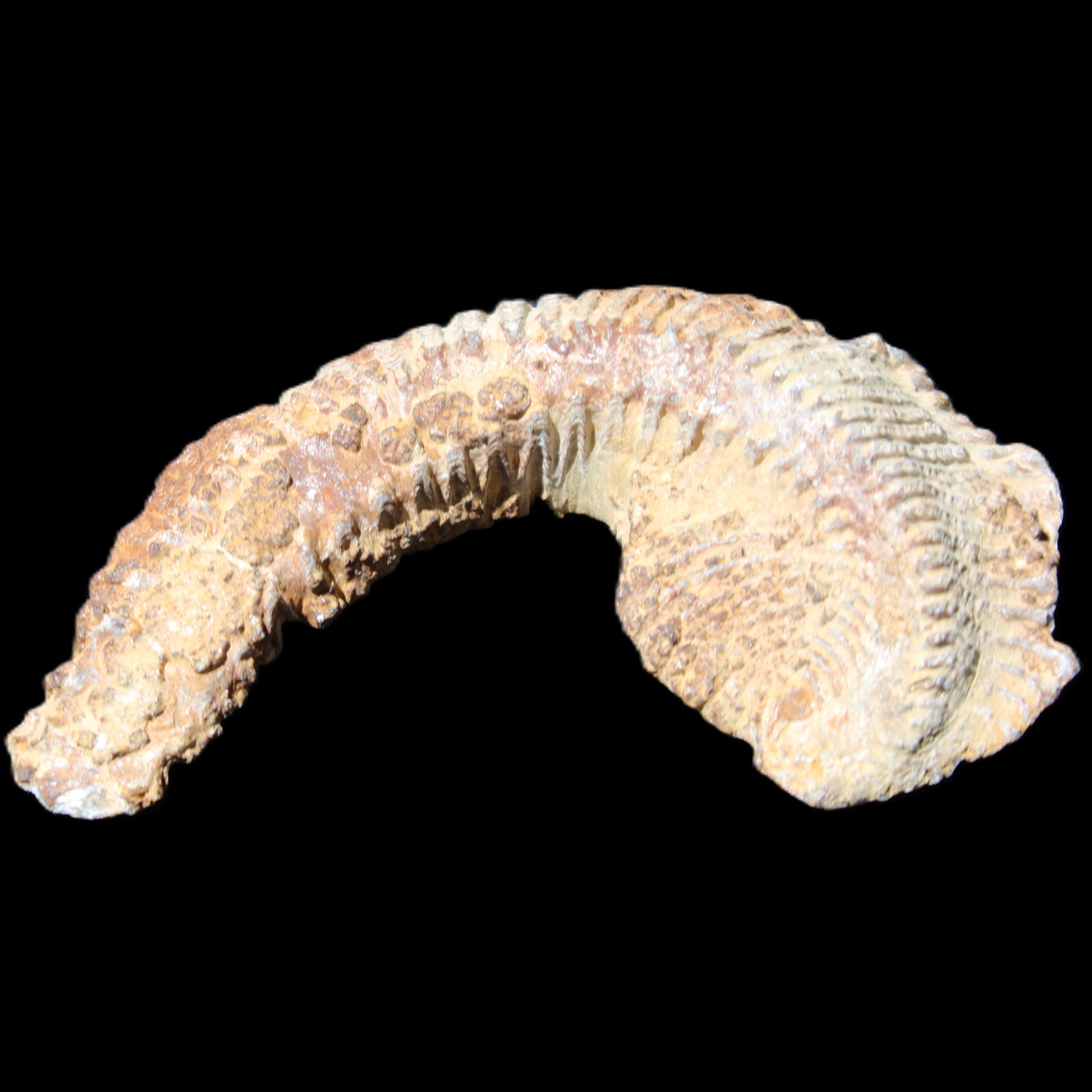 Zipper Oyster half from Madagascar 92*60*21mm 42g in sunlight - Rocks and Things Store