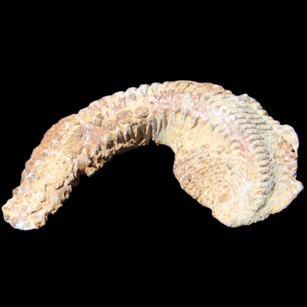 Zipper Oyster half from Madagascar 92*60*21mm 42g in sunlight - Rocks and Things Store