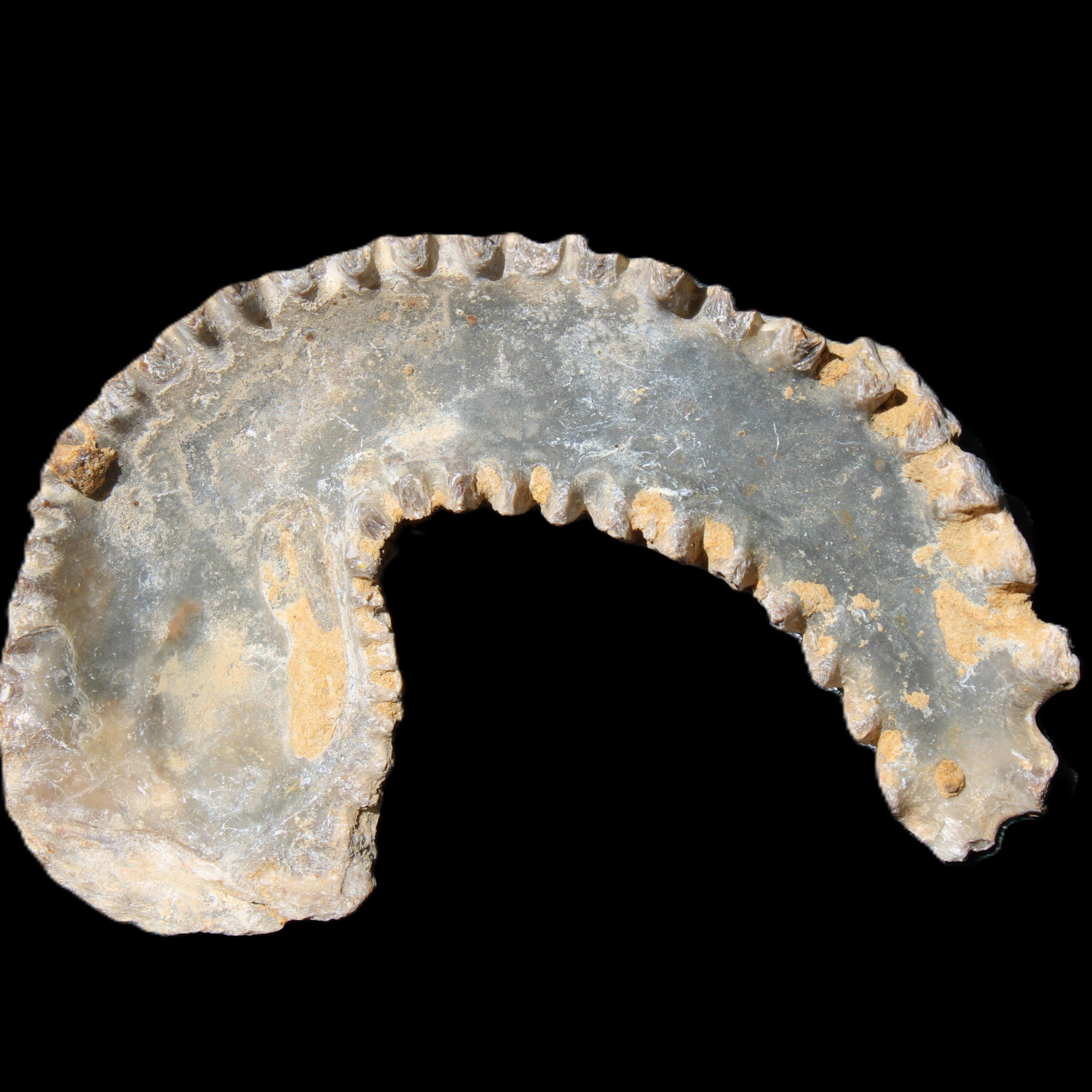 Zipper Oyster half from Madagascar 80/92mm 42/47g in sunlight - Rocks and Things Store