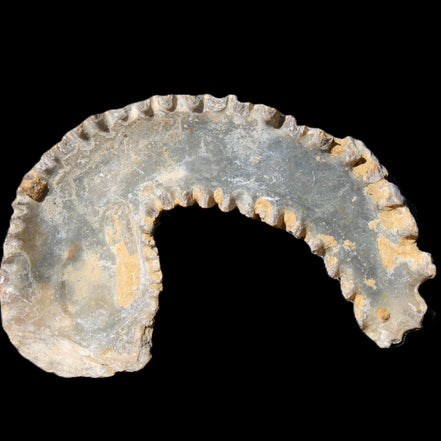 Zipper Oyster half from Madagascar 80/92mm 42/47g in sunlight - Rocks and Things Store