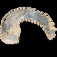 Zipper Oyster half from Madagascar 80*55*21mm 47g in sunlight - Rocks and Things Store