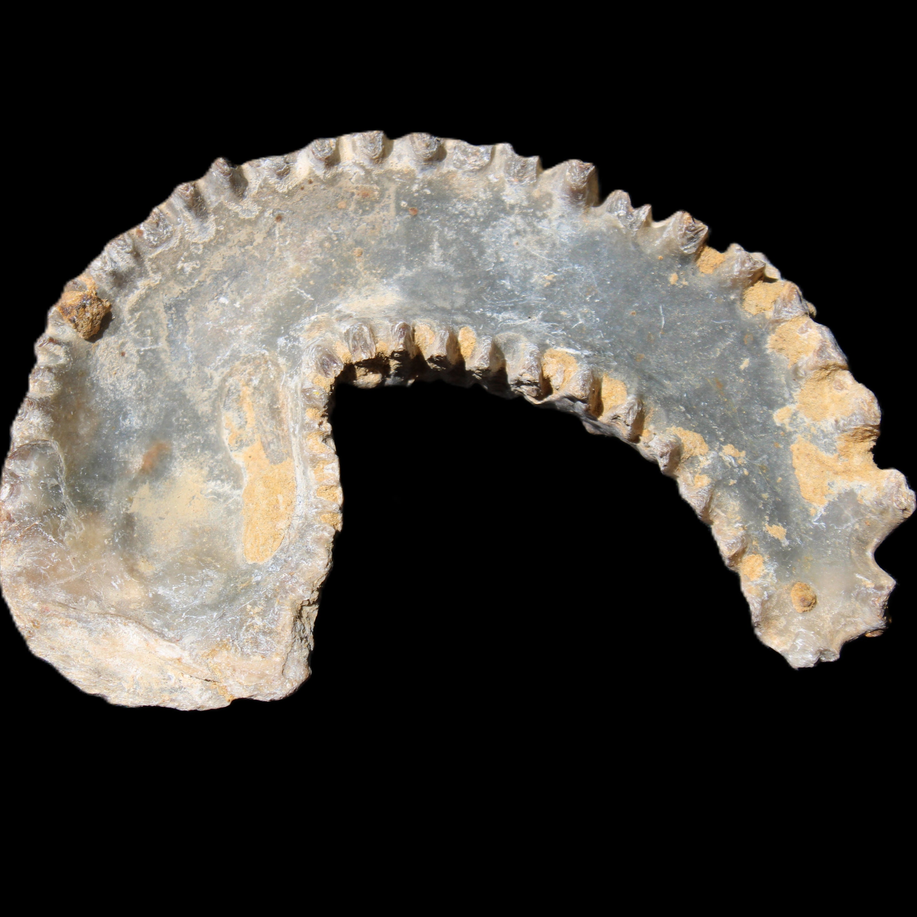 Zipper Oyster half from Madagascar 80*55*21mm 47g in sunlight - Rocks and Things Store