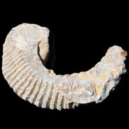 Zipper Oyster half from Madagascar 80*55*21mm 47g in sunlight - Rocks and Things Store