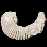 Zipper Oyster half from Madagascar 80*55*21mm 47g in sunlight - Rocks and Things Store
