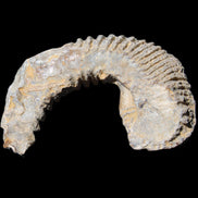 Zipper Oyster half from Madagascar 80*55*21mm 47g in sunlight - Rocks and Things Store