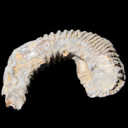 Zipper Oyster half from Madagascar 80/92mm 42/47g in sunlight - Rocks and Things Store