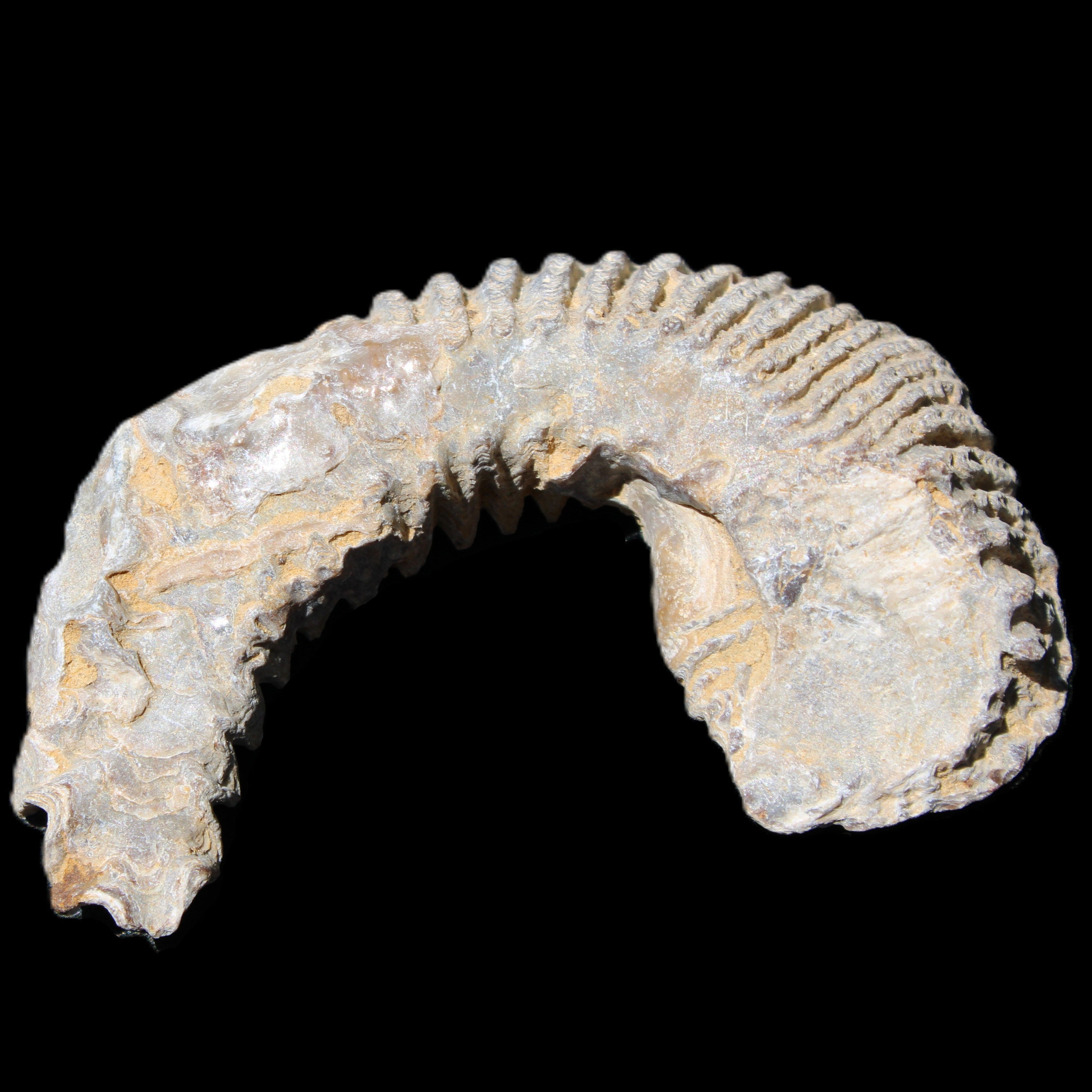 Zipper Oyster half from Madagascar 80/92mm 42/47g in sunlight - Rocks and Things Store