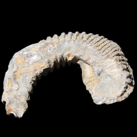 Zipper Oyster half from Madagascar 80/92mm 42/47g in sunlight - Rocks and Things Store