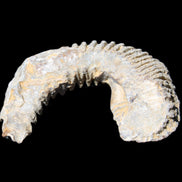 Zipper Oyster half from Madagascar 80*55*21mm 47g in sunlight - Rocks and Things Store