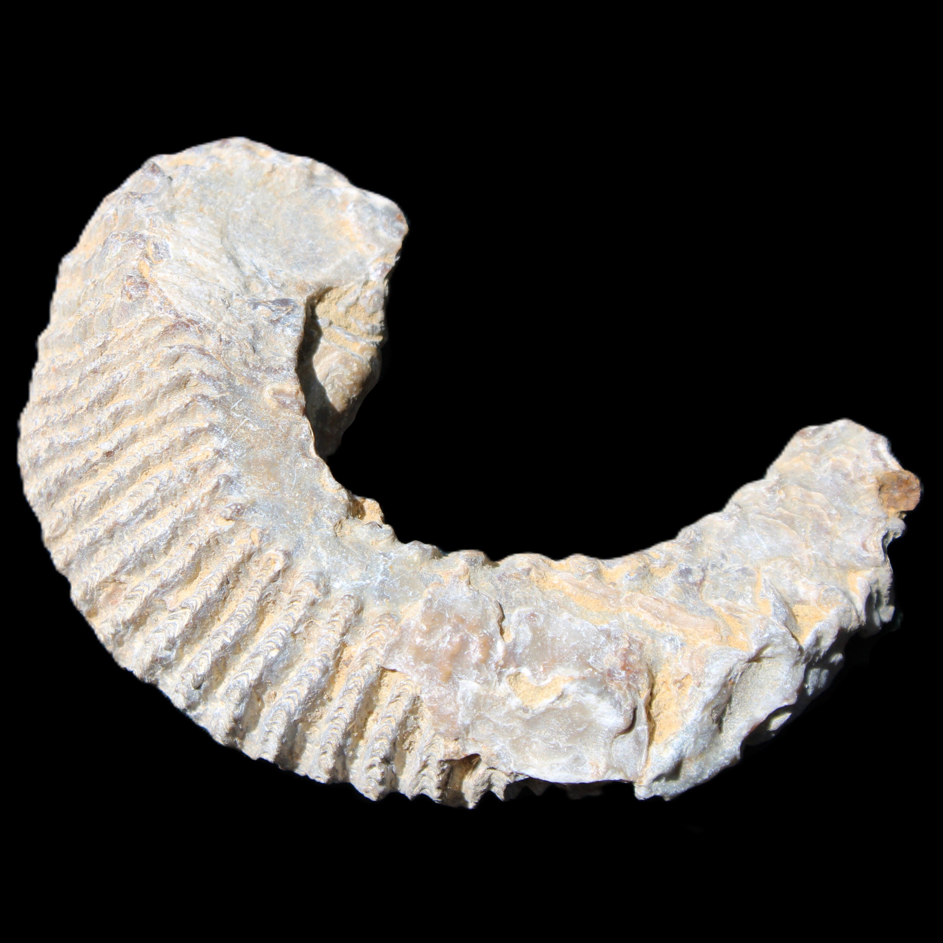 Zipper Oyster half from Madagascar 80*55*21mm 47g in sunlight - Rocks and Things Store