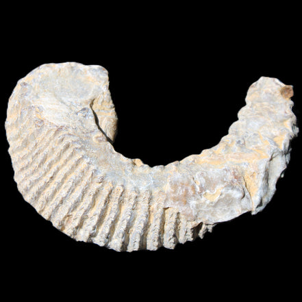 Zipper Oyster half from Madagascar 80*55*21mm 47g in sunlight - Rocks and Things Store